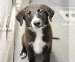 Huskies -Unknown Mix Dogs for adoption in San Antonio, TX, USA