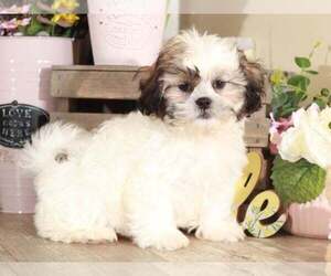 Zuchon Puppy for sale in MOUNT VERNON, OH, USA