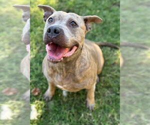 Skye - Female Mutt Dog for Adoption - Photo #2