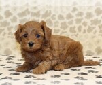 Small #1 Cavapoo