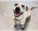 Small #1 Mutt