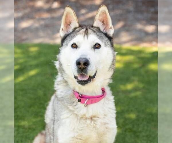 Medium Photo #2 Siberian Husky Puppy For Sale in Camarillo, CA, USA