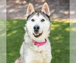 Small #1 Siberian Husky