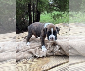 Boxer Puppy for sale in ABBEVILLE, SC, USA
