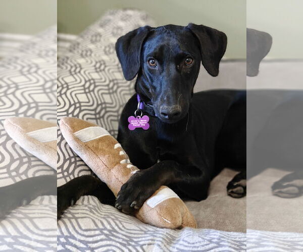 Medium Photo #3 Labrador Retriever-Unknown Mix Puppy For Sale in Fort Worth, TX, USA