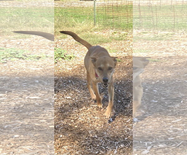 Medium Photo #1 Mutt Puppy For Sale in Rustburg, VA, USA