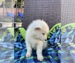 Small Photo #7 Alusky Puppy For Sale in GARDEN GROVE, CA, USA