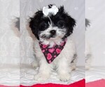Small Photo #1 ShihPoo Puppy For Sale in CATLETT, VA, USA