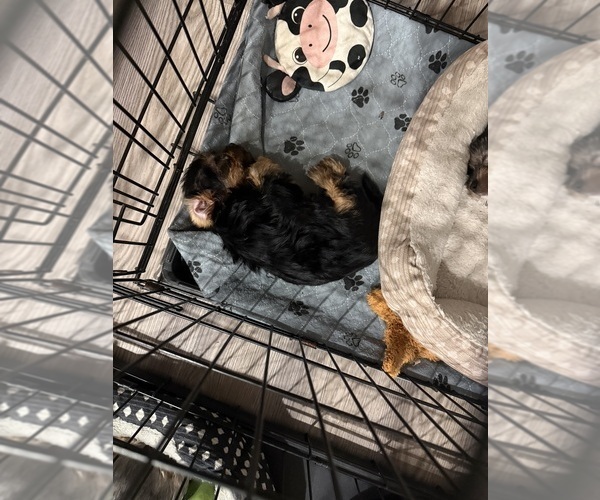 Medium Photo #3 Yorkshire Terrier Puppy For Sale in KATY, TX, USA