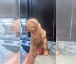 Small #4 Vizsla