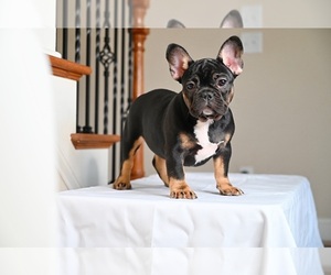 French Bulldog Puppy for Sale in LITHONIA, Georgia USA