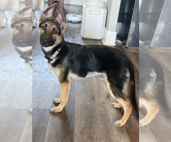 Medium Photo #3 German Shepherd Dog-Unknown Mix Puppy For Sale in Canton, CT, USA