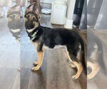 Small #2 German Shepherd Dog Mix