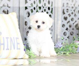 Zuchon Puppy for sale in MOUNT VERNON, OH, USA