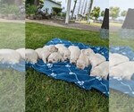 Small Photo #15 English Cream Golden Retriever Puppy For Sale in ELVERTA, CA, USA
