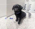 Small Photo #2 Golden Labrador Puppy For Sale in CAMERON, MO, USA