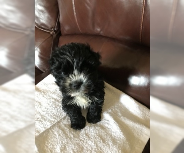 Medium Photo #3 Yorkshire Terrier Puppy For Sale in TULARE, CA, USA