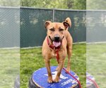 Small #1 American Staffordshire Terrier-Rhodesian Ridgeback Mix