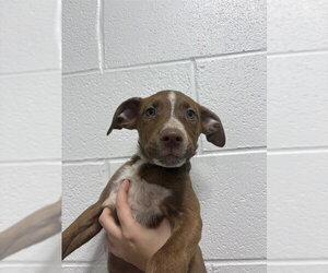 Ibizan Hound-Unknown Mix Dogs for adoption in Temple, TX, USA