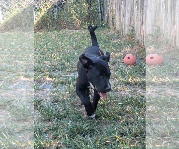 Medium Photo #2 Mutt Puppy For Sale in Thomasville, NC, USA