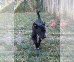 Small #1 Mutt