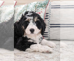 Small Photo #4 Miniature Bernedoodle Puppy For Sale in NORTH LAWRENCE, OH, USA