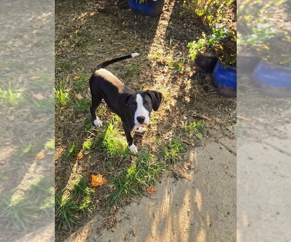 Medium Photo #4 American Staffordshire Terrier-Great Dane Mix Puppy For Sale in Germantown, OH, USA