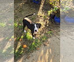 Small #3 American Staffordshire Terrier-Great Dane Mix