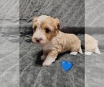 Small #1 Maltipoo (Miniature)