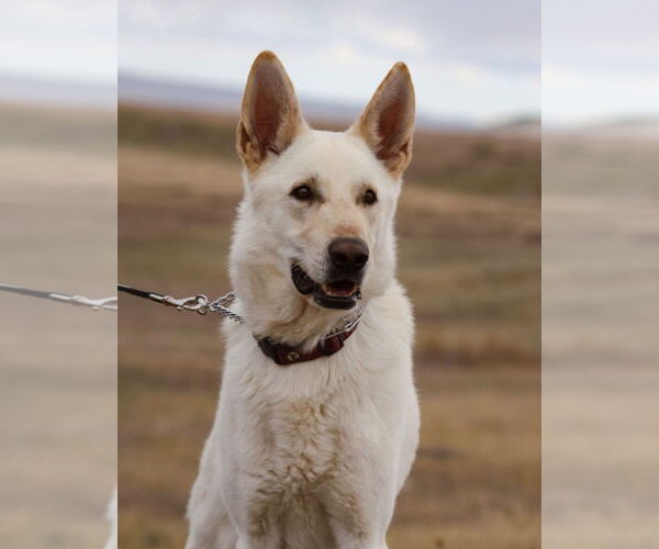 Medium Photo #2 German Shepherd Dog Puppy For Sale in Laramie, WY, USA