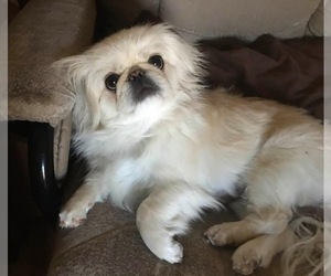 Pekingese Puppy for sale in MESQUITE, TX, USA