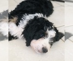 Small Photo #28 Bernedoodle Puppy For Sale in FLEMING ISLAND, FL, USA
