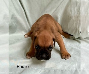 Boxer Puppy for sale in PITTSFIELD, MA, USA