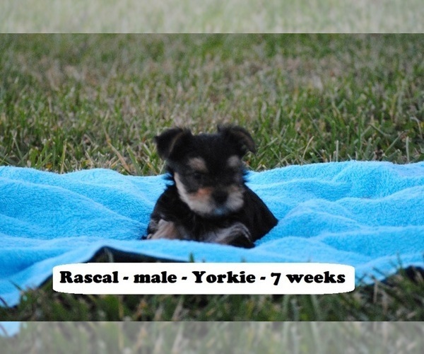 Medium Photo #2 Yorkshire Terrier Puppy For Sale in CLARKRANGE, TN, USA