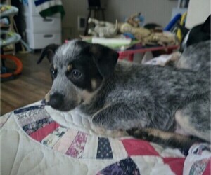 Australian Cattle Dog Puppy for sale in VANCOUVER, WA, USA