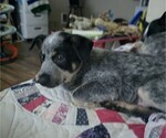 Small Australian Cattle Dog