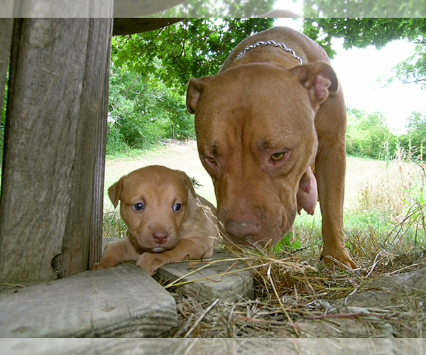 Medium Photo #1 American Pit Bull Terrier Puppy For Sale in SOMERSET, CA, USA
