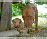 Small Photo #1 American Pit Bull Terrier Puppy For Sale in SOMERSET, CA, USA