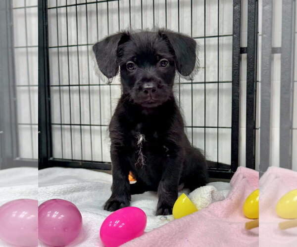 Medium Photo #1 Mutt Puppy For Sale in GILBERTS, IL, USA