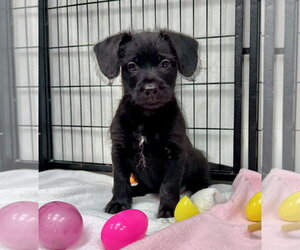 Mutt Dogs for adoption in GILBERTS, IL, USA