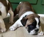 Small Photo #5 English Bulldog Puppy For Sale in ANDERSON, SC, USA