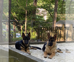 Small Photo #8 German Shepherd Dog Puppy For Sale in CHARLOTTE, NC, USA