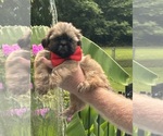 Puppy Puppy 1 Shih Tzu