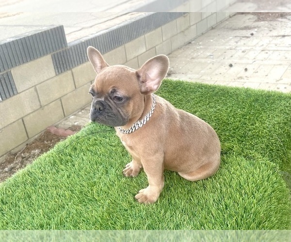 Medium Photo #8 French Bulldog Puppy For Sale in CALABASAS, CA, USA