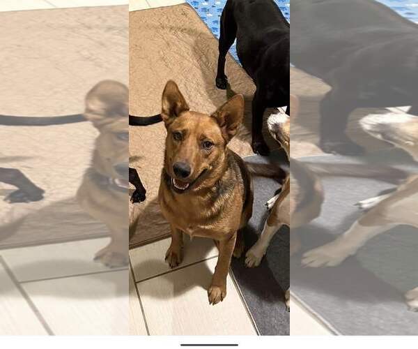 Medium Photo #4 Carolina Dog-Unknown Mix Puppy For Sale in Jackson Township, NJ, USA