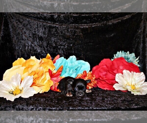 Medium Photo #3 Chihuahua Puppy For Sale in CHARLESTON, AR, USA