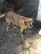 Small Photo #1 Labrador Retriever Puppy For Sale in SEVILLE, FL, USA