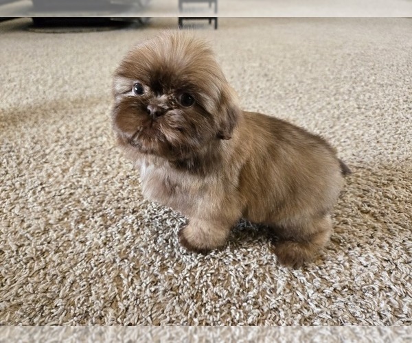 Medium Photo #2 Shih Tzu Puppy For Sale in CARLYLE, IL, USA