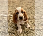 Puppy Michael Basset Hound
