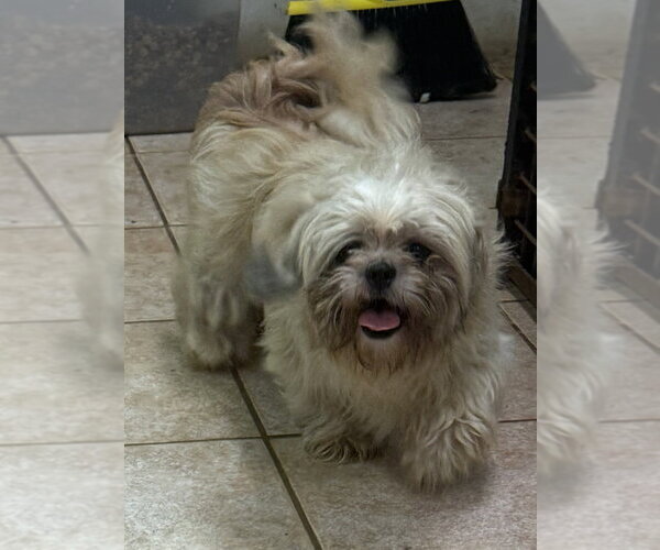 Medium Photo #3 Shih Tzu Puppy For Sale in Osgood, IN, USA